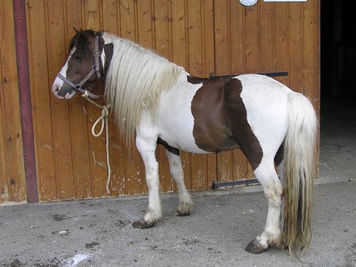 PONNY