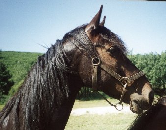 jalé loublier